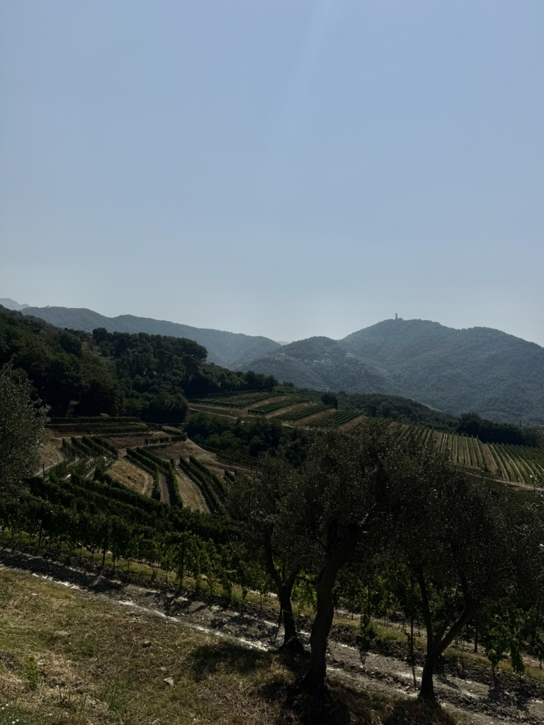 vigneti Cantina Lunae