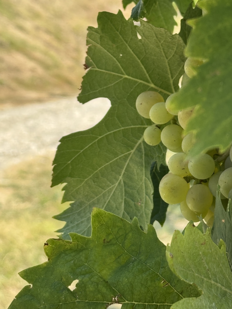 Vermentino uva
